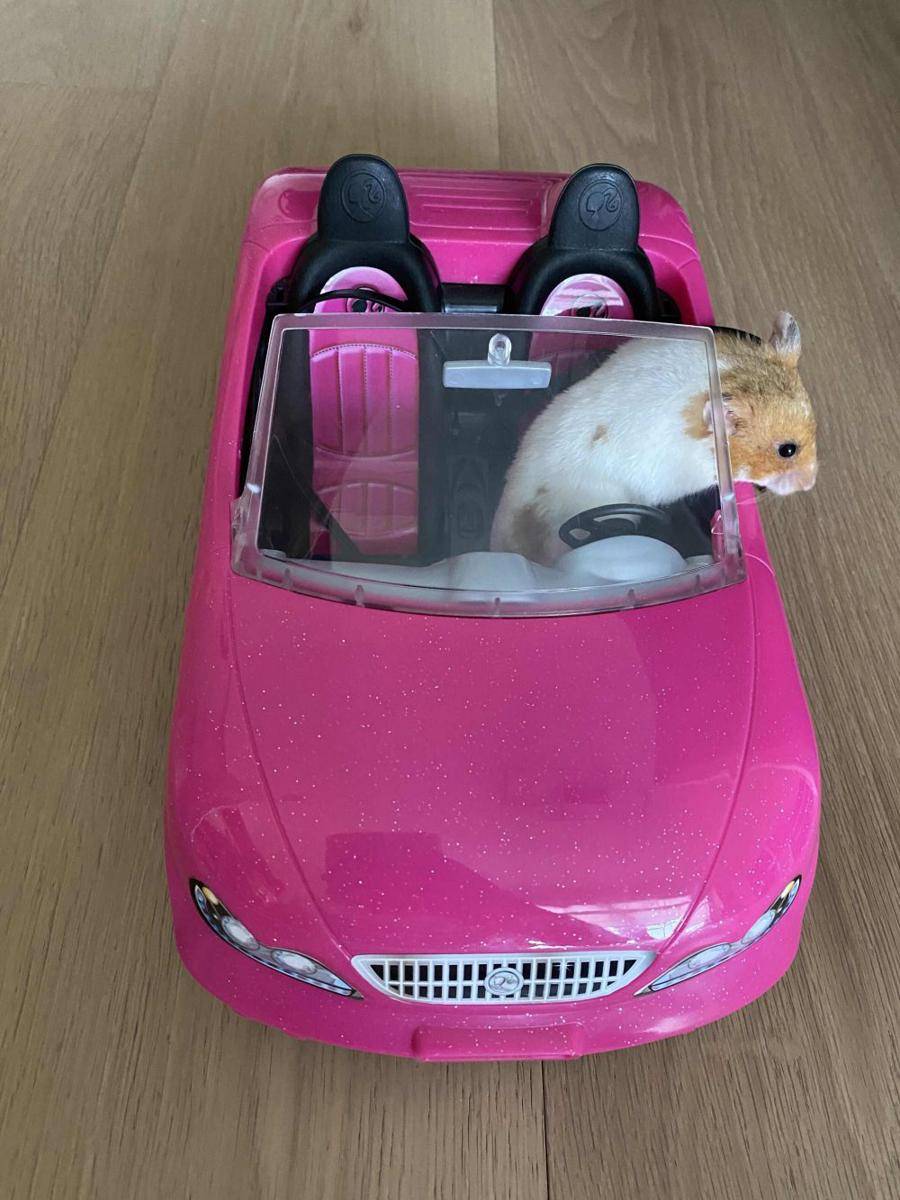 potret kelakuan lucu hamster (reddit.com/user/ajd416)
