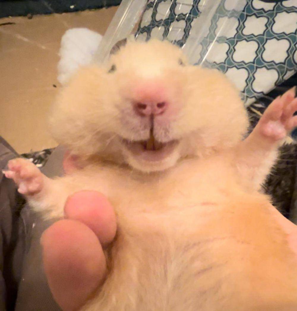 potret kelakuan lucu hamster (reddit.com/user/TheArcherFrog)