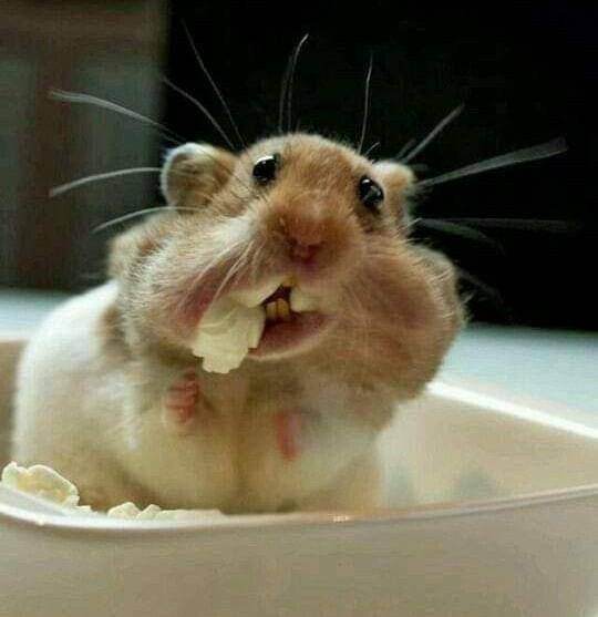 potret kelakuan lucu hamster (reddit.com/user/Blonde-Tabby)