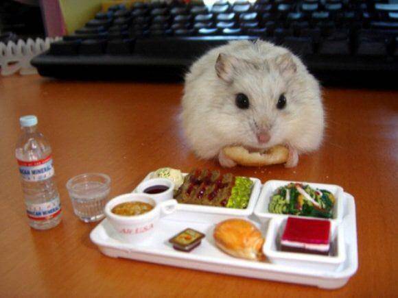 potret kelakuan lucu hamster (reddit.com/user/ChaserNeverRests)