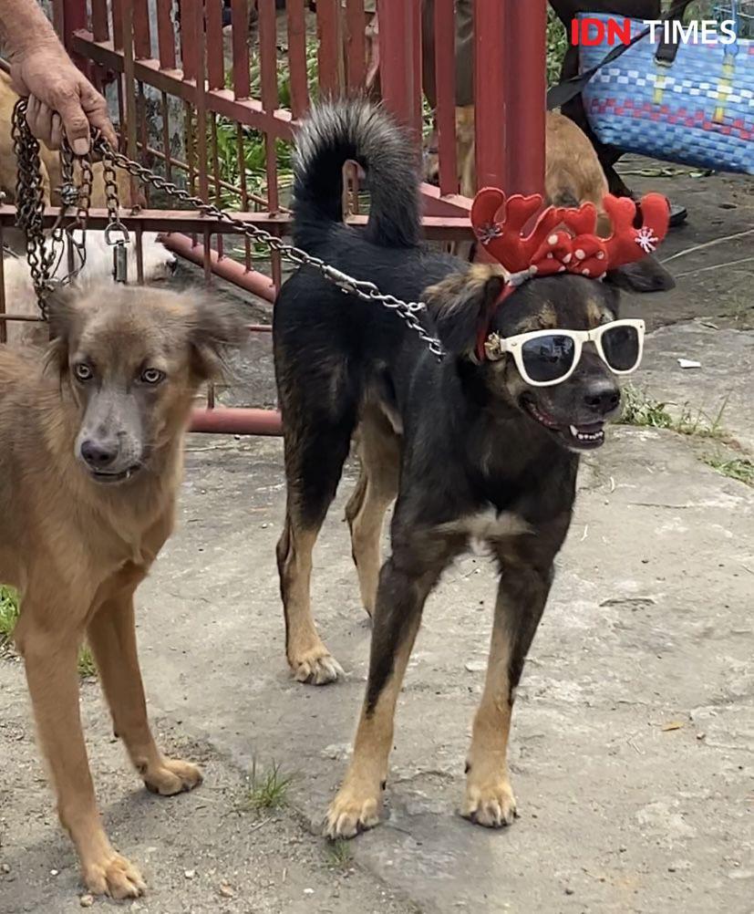 10 Potret Lucu Hewan Peliharaan saat Vaksinasi Rabies Gratis di Medan