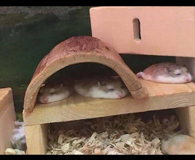 potret kelakuan lucu hamster (reddit.com/user/Ok-Reporter-8728)