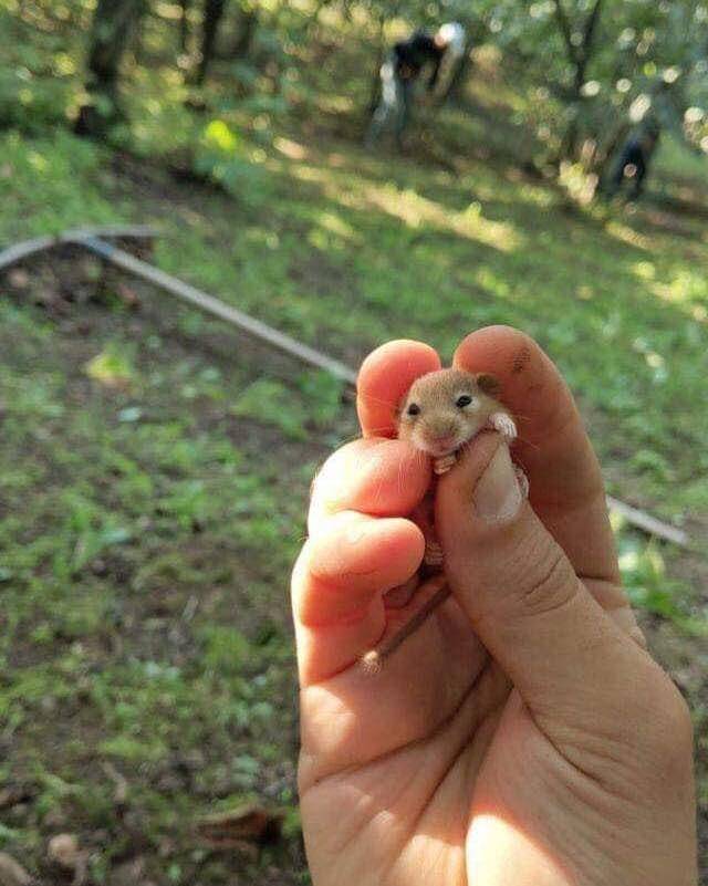 potret kelakuan lucu hamster (reddit.com/user/SavageEyeShooter)