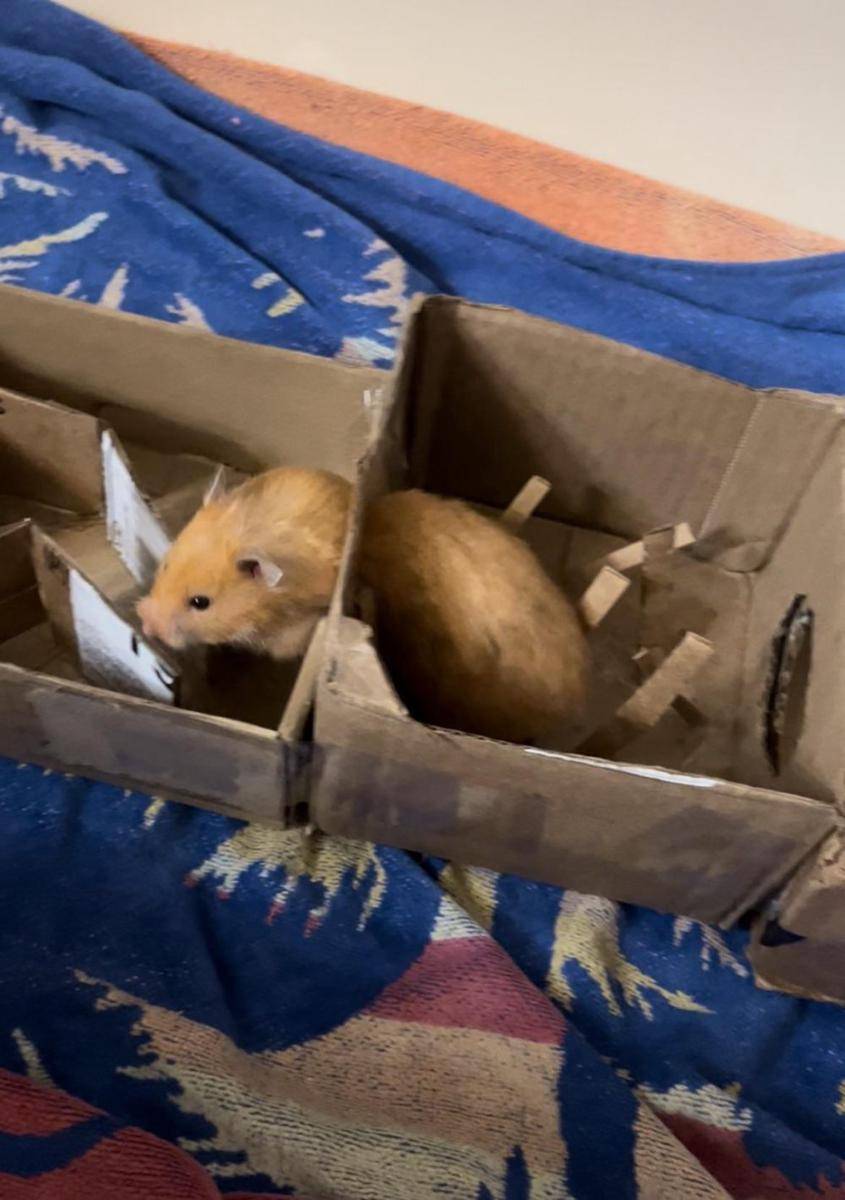 potret kelakuan lucu hamster (reddit.com/user/Samantha_Mell)