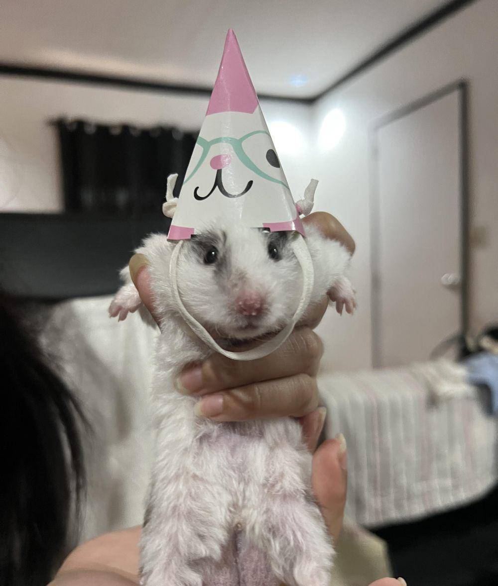 potret kelakuan lucu hamster (reddit.com/user/morganacarbonara)