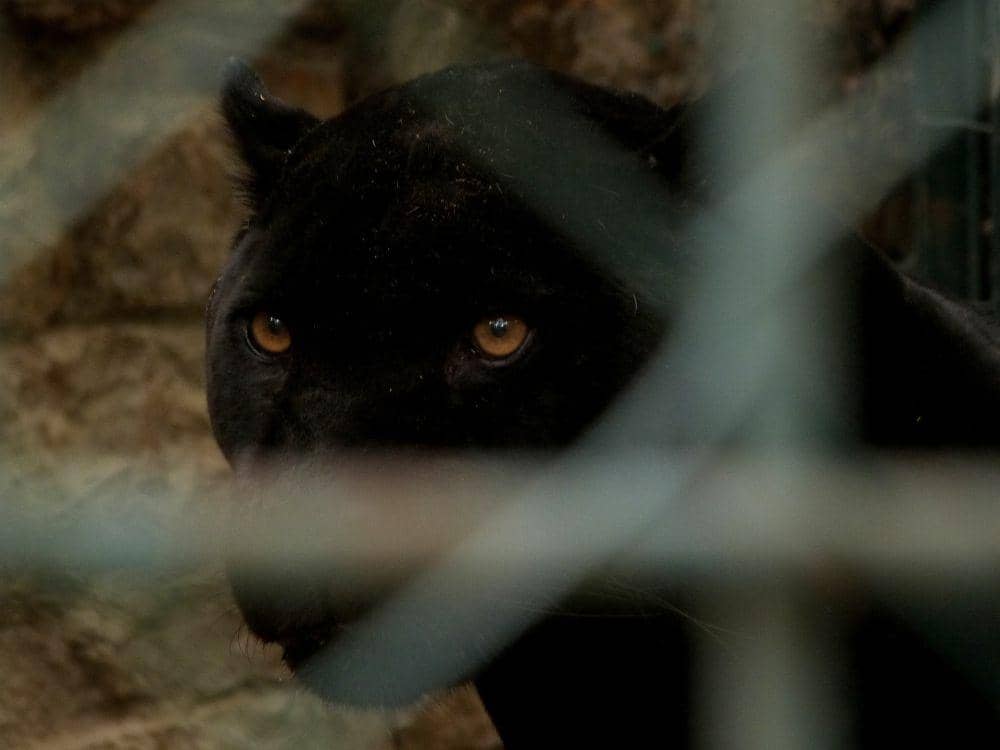 Warga Gunungsari Batang Tangkap Macan Kumbang Pemangsa Ternak