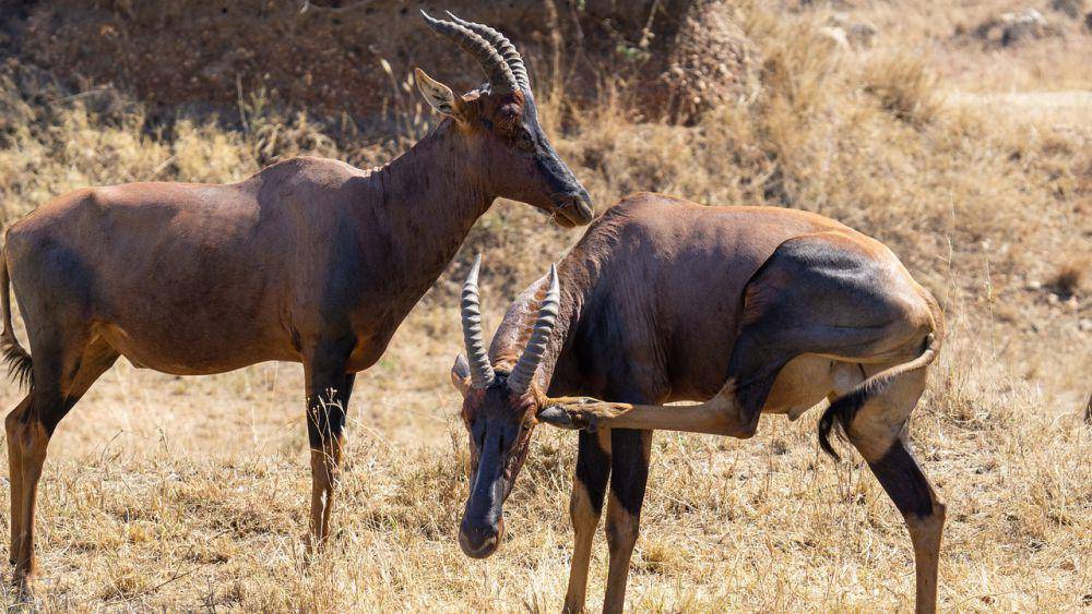 Hartebeest (pixabay.com/Jurgen Bierlein)