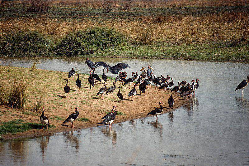 kawanan spur-winged goose bersama burung bangau (commons.wikimedia.org/Garoa larrañeta)