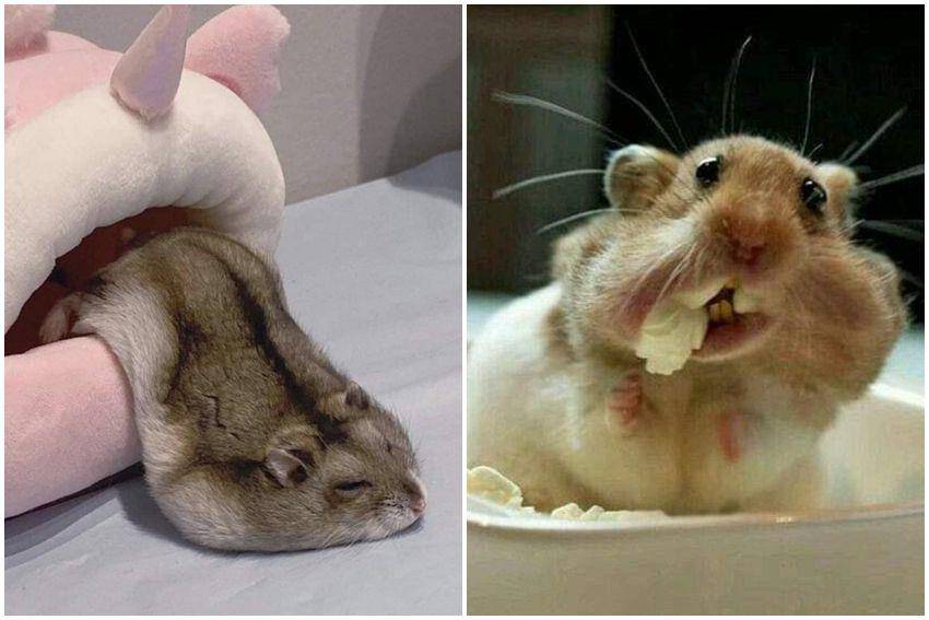 kolase potret kelakuan lucu hamster (reddit.com/user/Specific-College-194 | reddit.com/user/Blonde-Tabby)