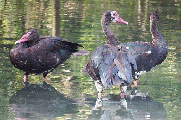 spur-winged goose di kolam (commons.wikimedia.org/Margaret Burger)