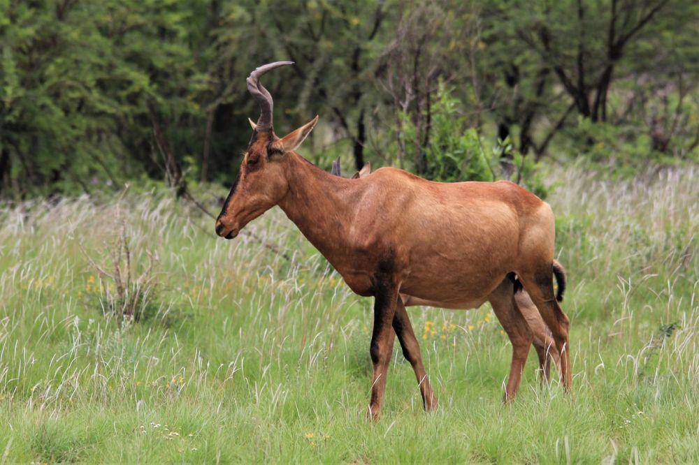 Hartebeest (pixabay.com/Nel Botha)