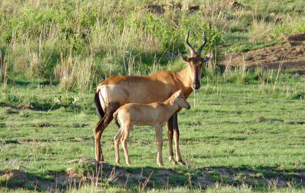 Hartebeest (pixabay.com/Barbara Fraatz)