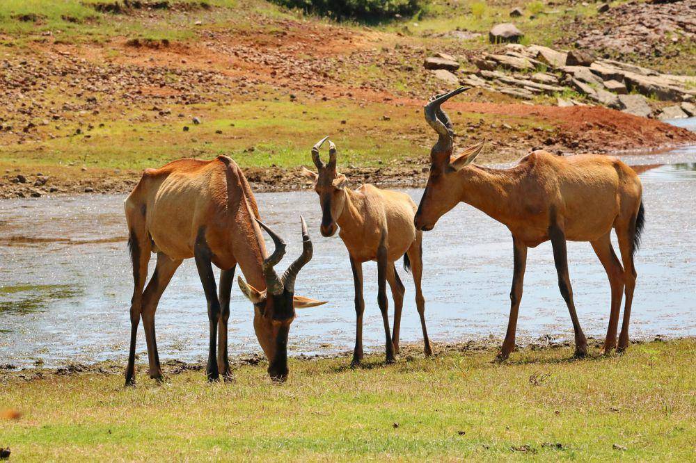 Hartebeest (pixabay.com/Barbara Fraatz)
