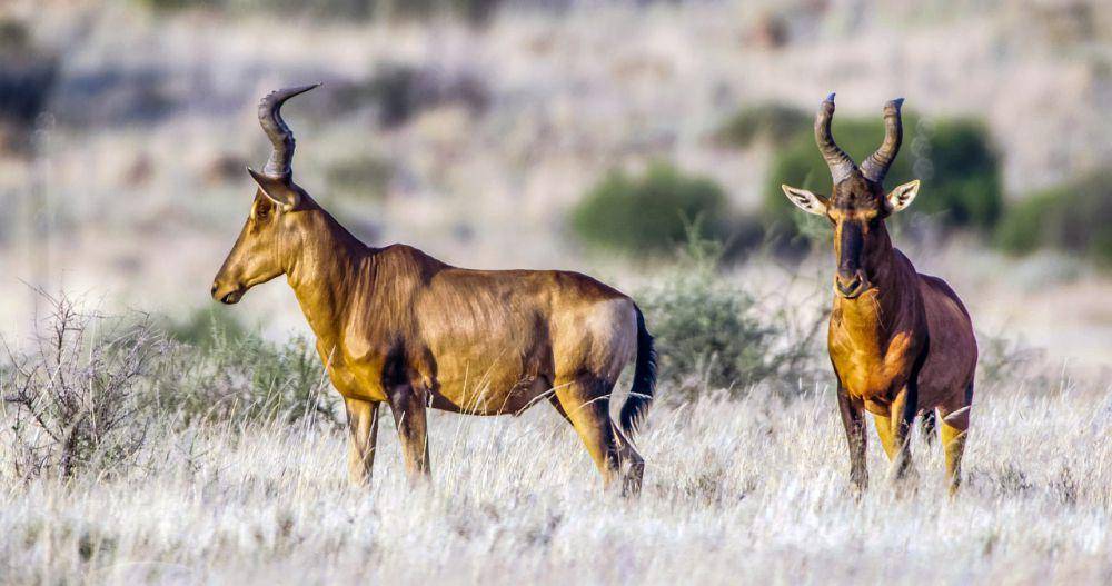 Hartebeest (pixabay.com/Christo Ras)
