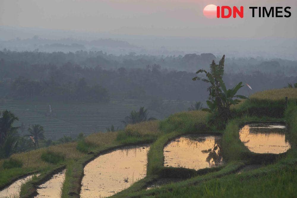 Suasana persawahan di Bali. (IDN Times/Herka Yanis)