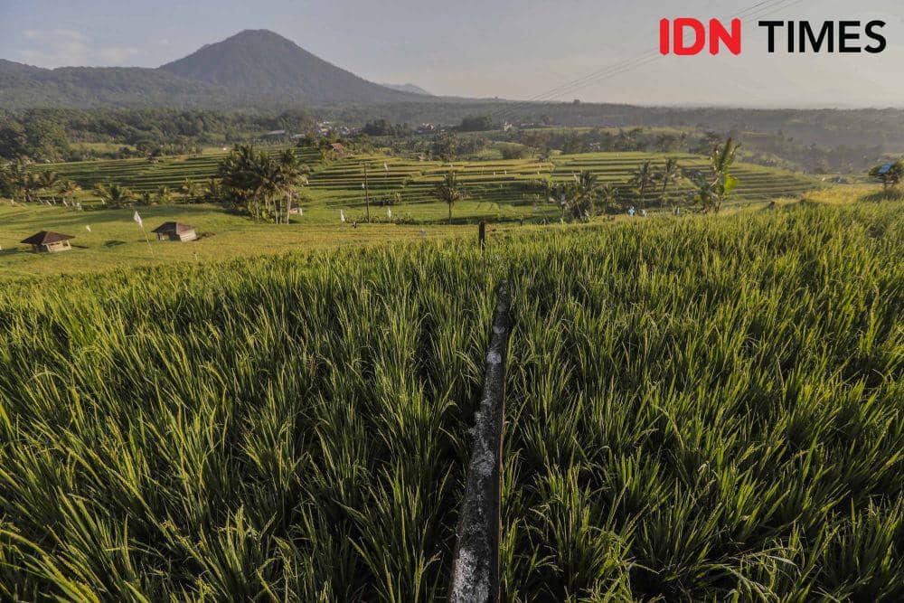Suasana persawahan di Bali. (IDN Times/Herka Yanis)