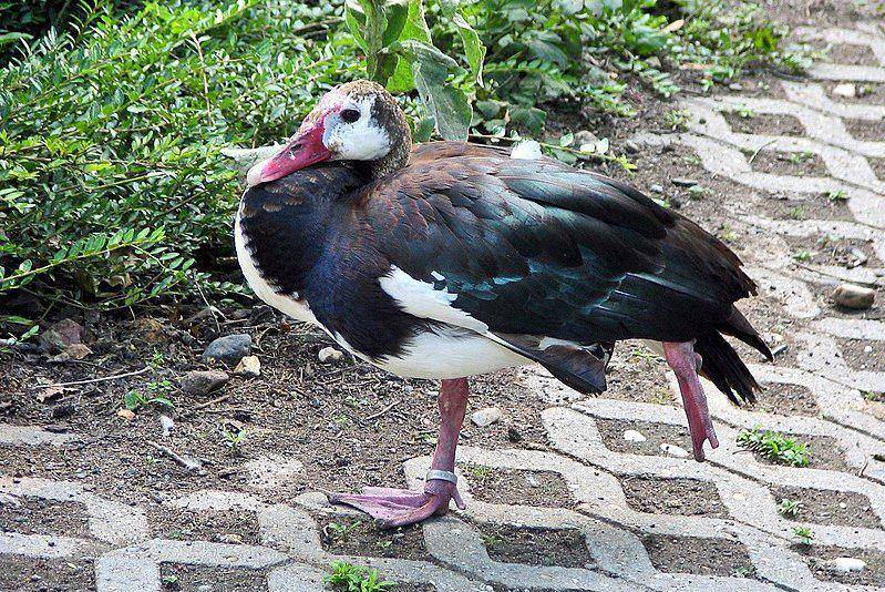 spur-winged goose merenggangkan tubuh (commons.wikimedia.org/Appaloosa)
