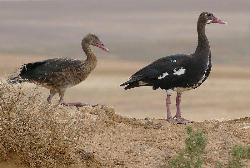 spur-winged goose di Afrika Selatan (commons.wikimedia.org/Bernard DUPONT)