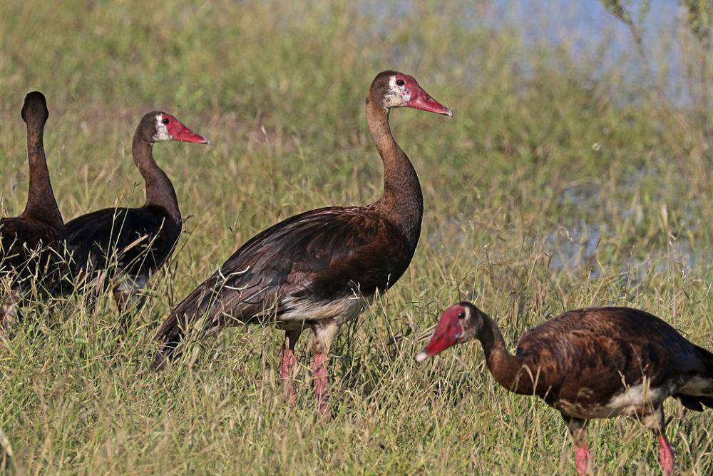 spur-winged goose di Botswana (commons.wikimedia.org/Charles J. Sharp)