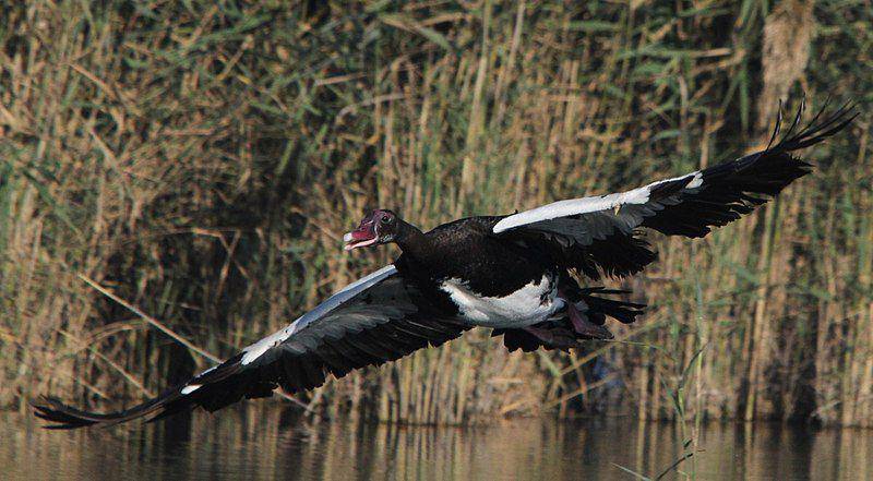 spur-winged goose terbang (commons.wikimedia.org/Derek Keats)