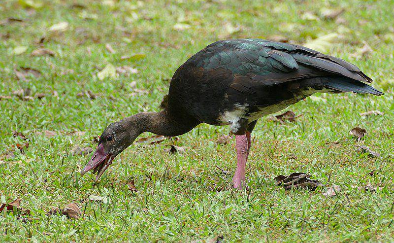 spur-winged goose mencari makan (commons.wikimedia.org/Bernard DUPONT)