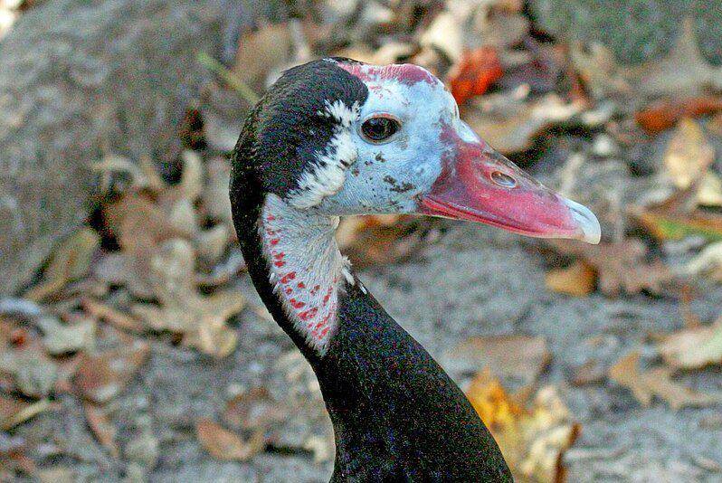 tampak dekat spur-winged goose (commons.wikimedia.org/Dick Daniels)