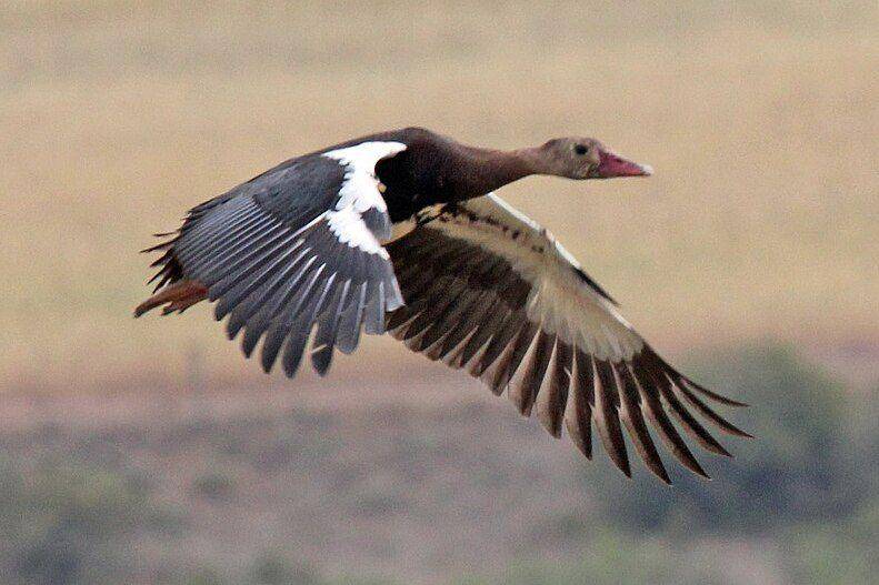 spur-winged goose mengudara (commons.wikimedia.org/Dick Daniels)