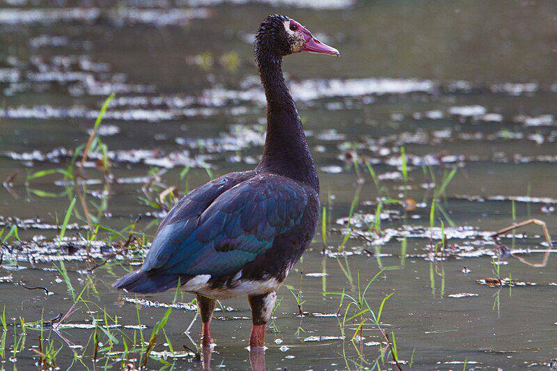spur-winged goose di habitatnya (commons.wikimedia.org/I've Got It On Film!)