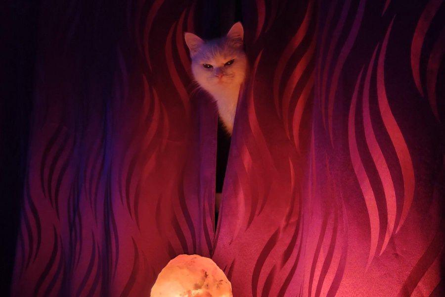 10 Potret Tingkah Kucing Mirip Aktivitas Paranormal, Seram tapi Kocak