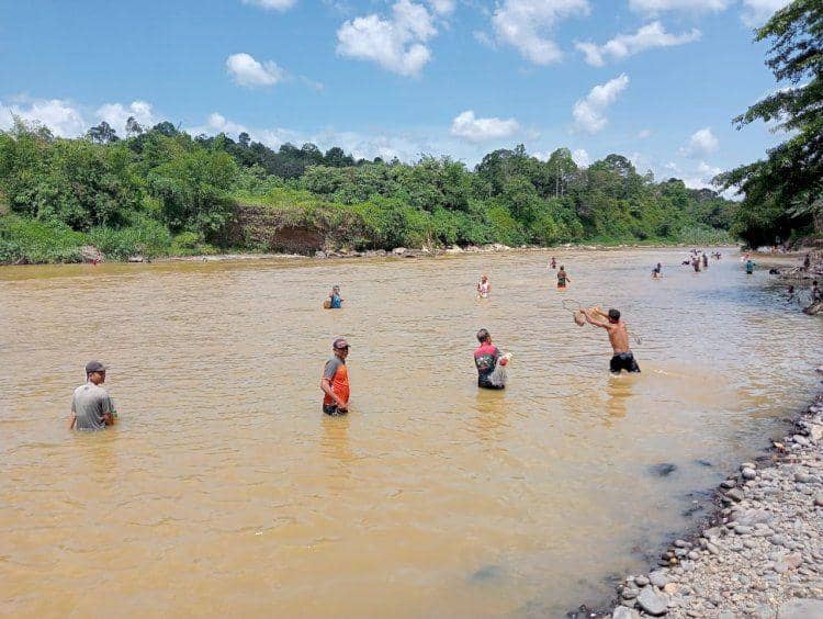 Warga Empat Lawang Tangkap Ikan Mabuk karena Belerang Gunung
