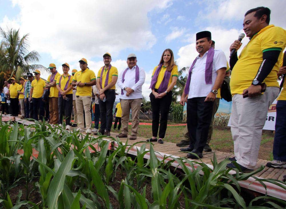 Tanaman jagung DK95R. (dok. Bayer)