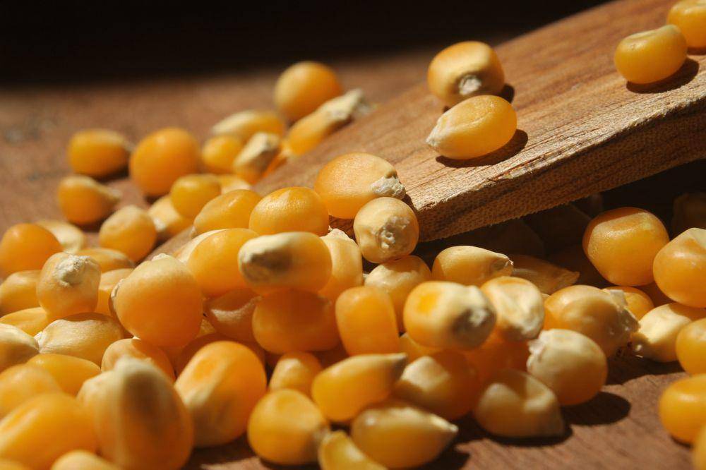 ilustrasi jagung popcorn (pixabay.com/inialbert)
