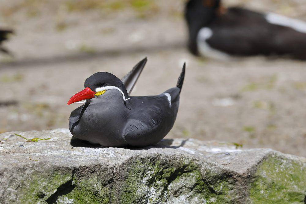 Inca tern (pixabay.com/sharkolot)