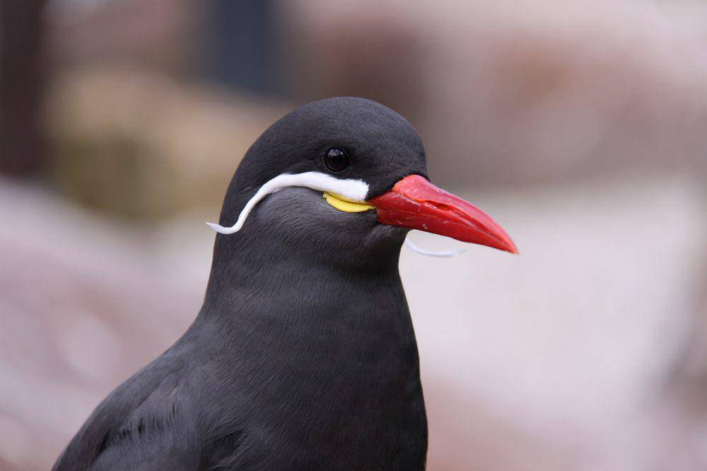 Inca tern (pixabay.com/Kanomani-Tapir)