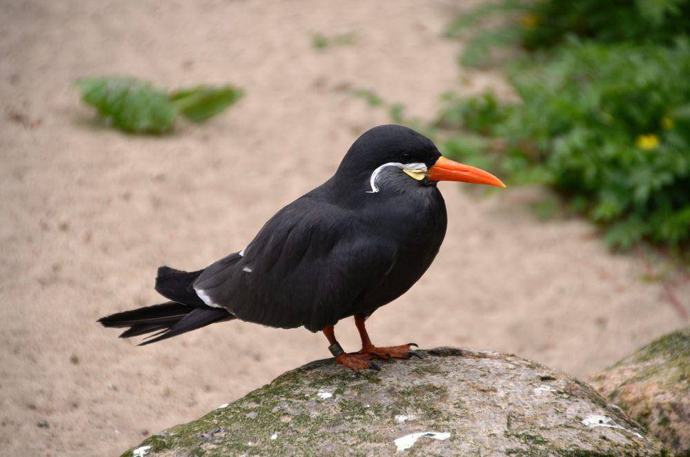 Inca tern (pixabay.com/Daniel Steinke)