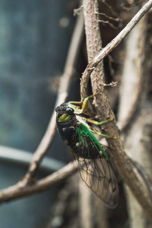 Tonggeret (pexels.com/Chris F)