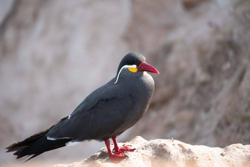 Inca tern (pexels.com/ignacio andres yañez grandon)