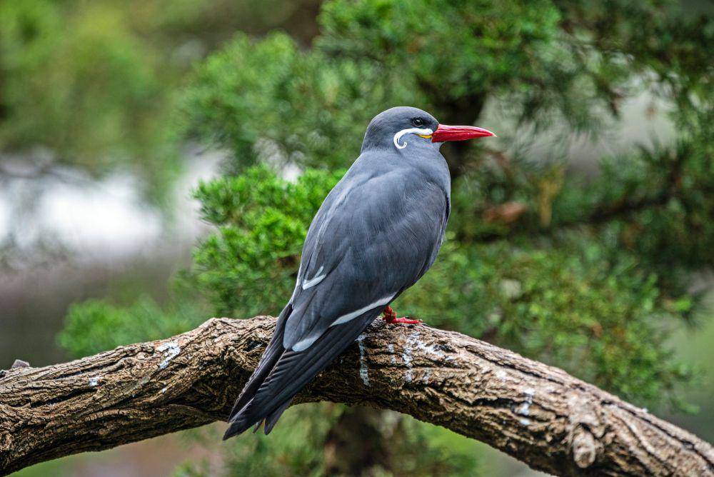 Inca tern (pexels.com/James Kampeis)