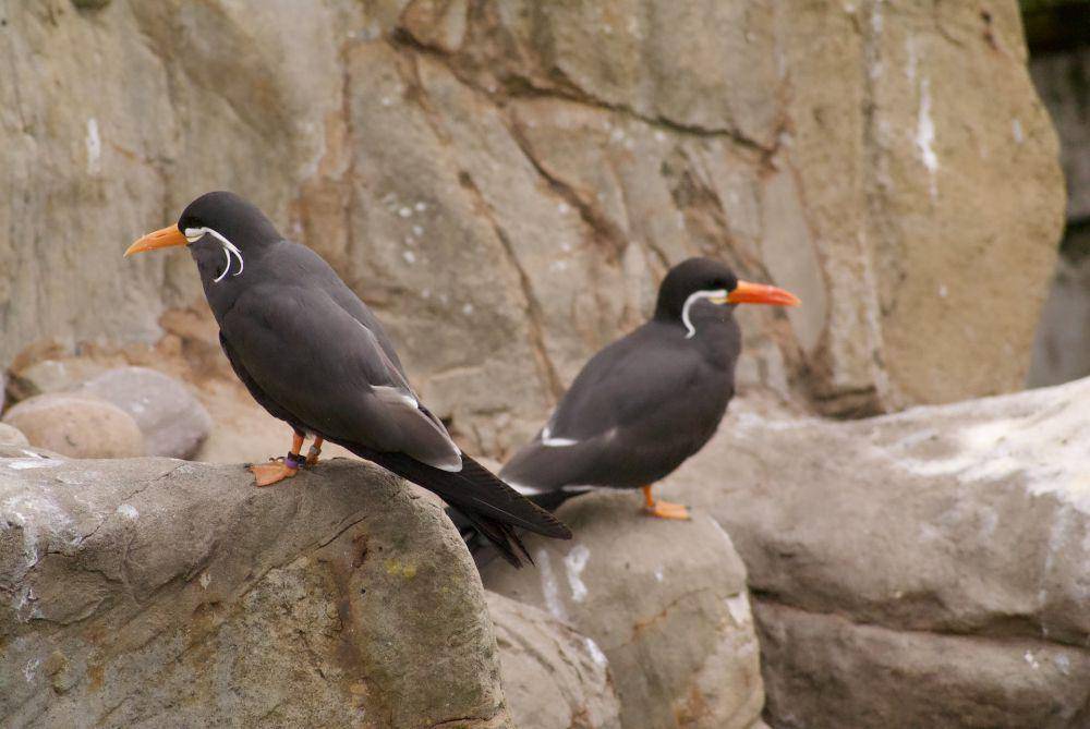 Inca tern (pexels.com/Kristian Thomas)