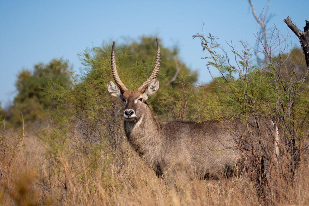 5 Fakta Unik Waterbuck, Bau Badan yang Menjadi Senjata Alami