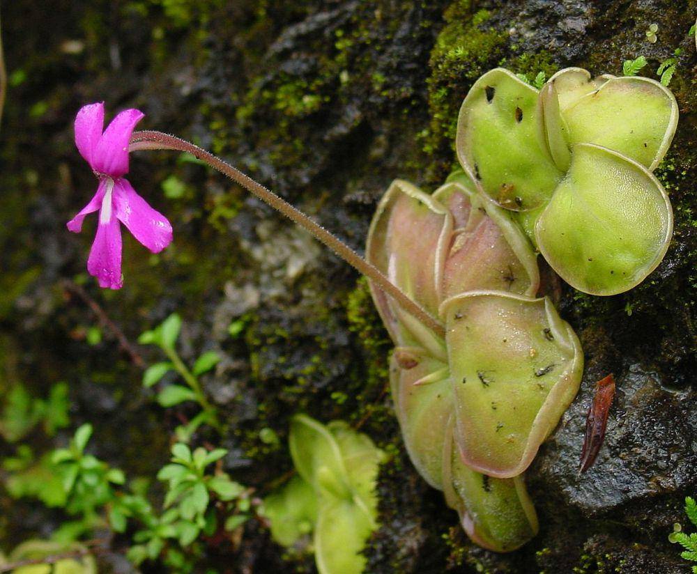 Pinguicula (commons.wikimedia.org/Noah Elhardt)
