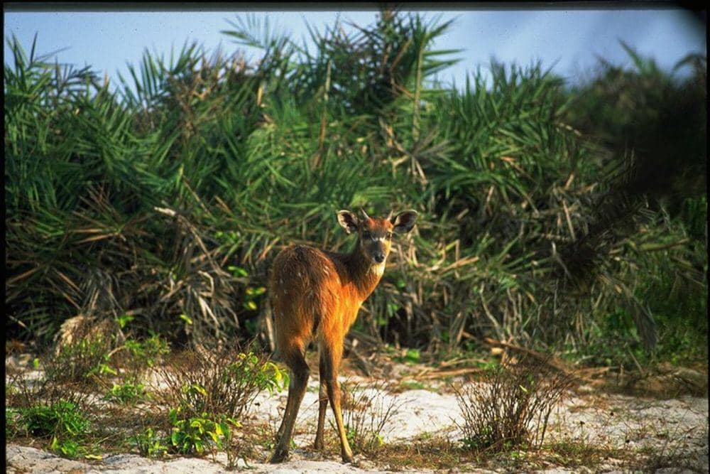 Sitatunga (commons.m.wikimedia.org/Damiano Luchetti)