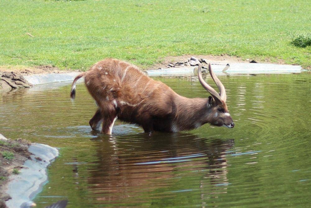 5 Fakta Sitatunga, Penghuni Rawa yang Pandai Berenang