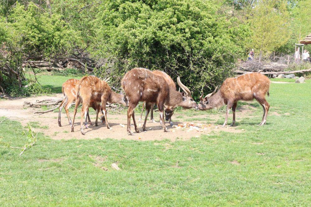 Sitatunga (commons.m.wikimedia.org/Przemek Pietrak)