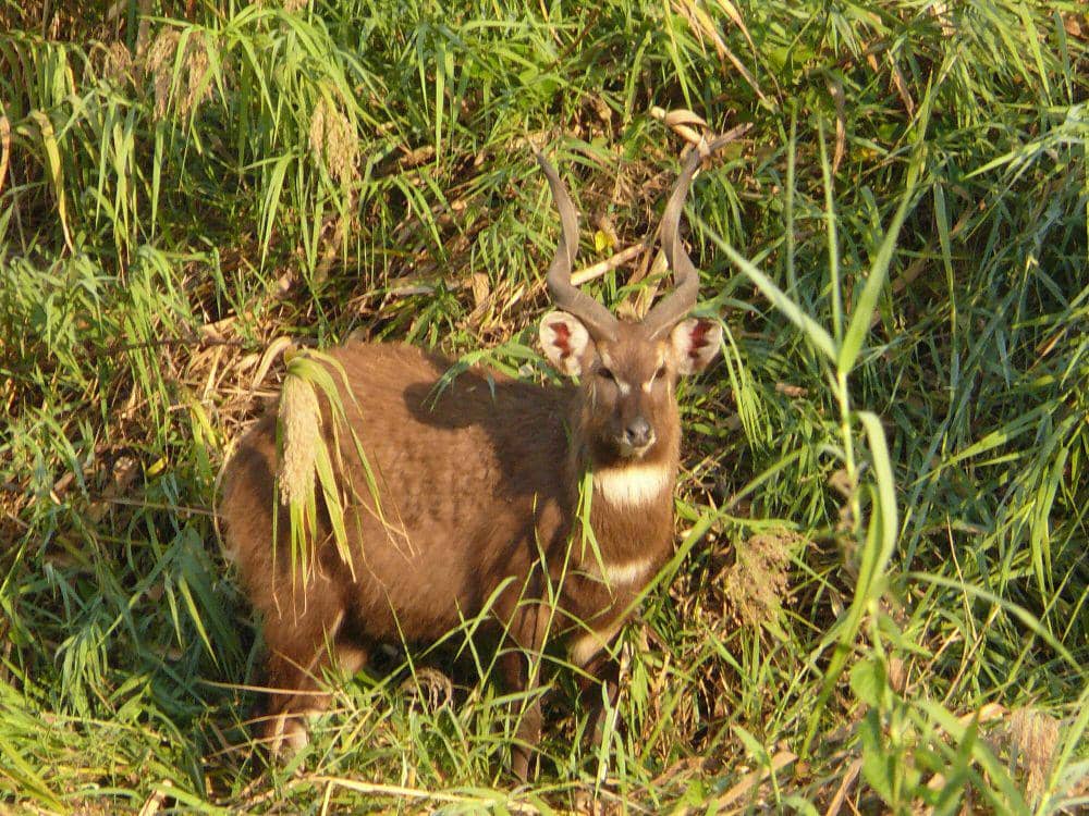 Sitatunga (commons.m.wikimedia.org/Tony Rebelo)