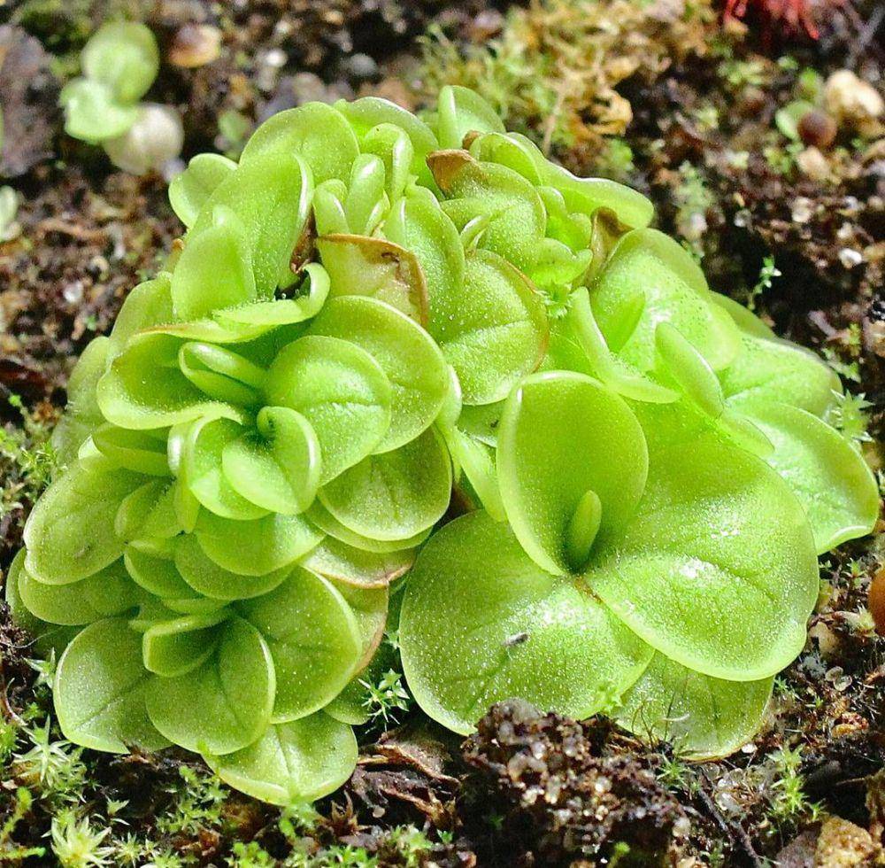Pinguicula (instagram.com/bugeater_gardens)