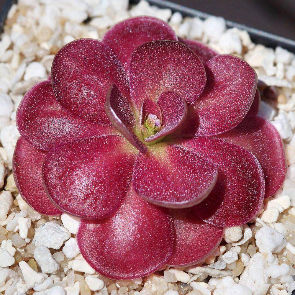 Pinguicula (instagram.com/curiousplant)