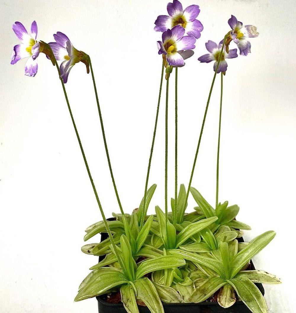 Pinguicula (instagram.com/bugeater_gardens)