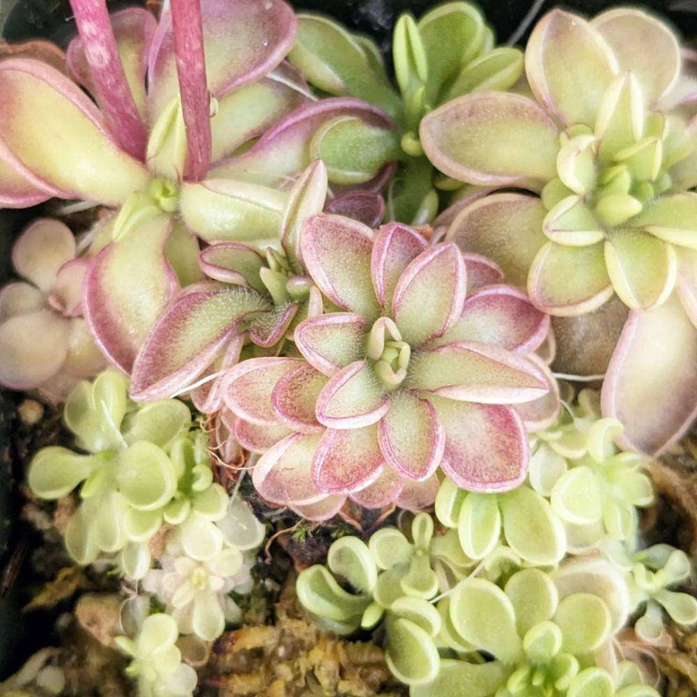 Pinguicula (instagram.com/bramblesbotanicals)