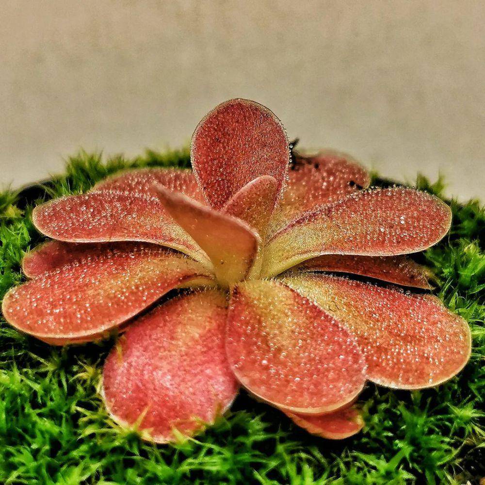 Pinguicula (instagram.com/carnivorous_carnival)